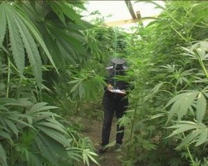 在世界上至少有100万人经常使用大麻衍生物