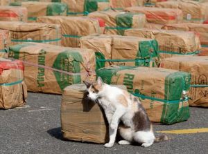 A cat supplied prisoners with drugs in Russia