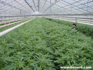 在法国监狱中发现大麻种植园