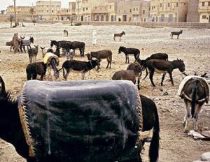 ضبط طن من المخدرات على ظهور حمير