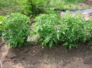 U.S. teenager stole tomato plant thinking that it was marijuana